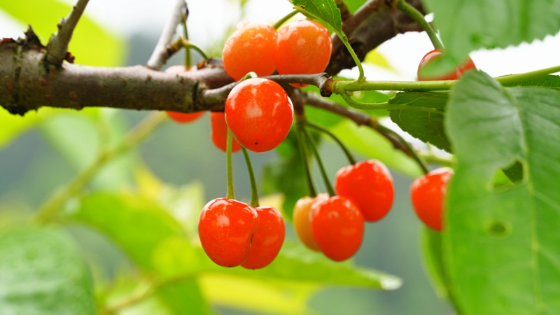 紅彤彤的櫻桃。