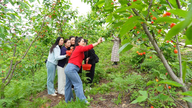 游客在櫻桃林中打卡拍照。