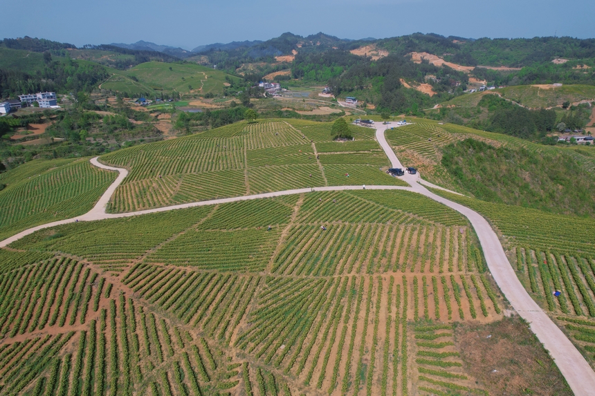 4月15日航拍青杠林千畝茶園。周建國攝