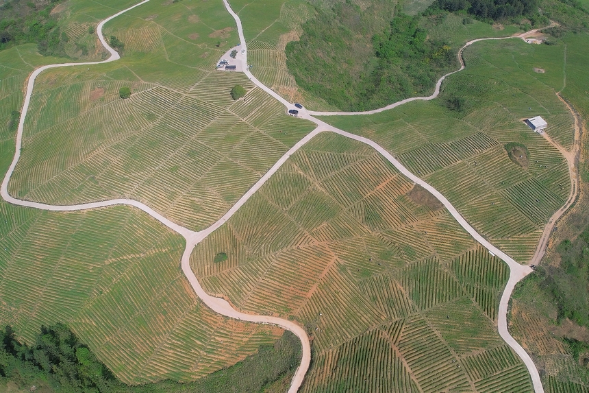 4月15日航拍青杠林千畝茶園。周建國攝
