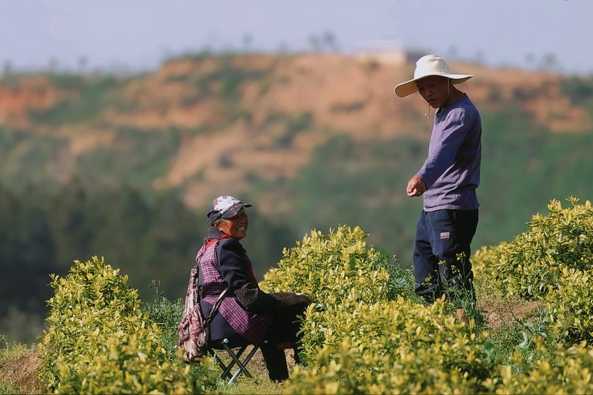 4月15日青杠林千畝茶園茶農正在采摘茶葉。龍藝攝