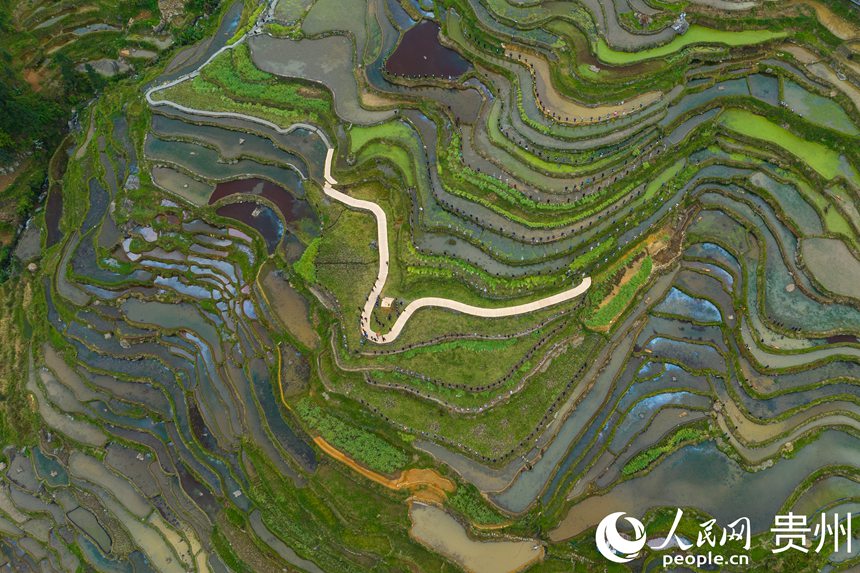 航拍貴州省從江縣加榜梯田。人民網(wǎng) 陽茜攝