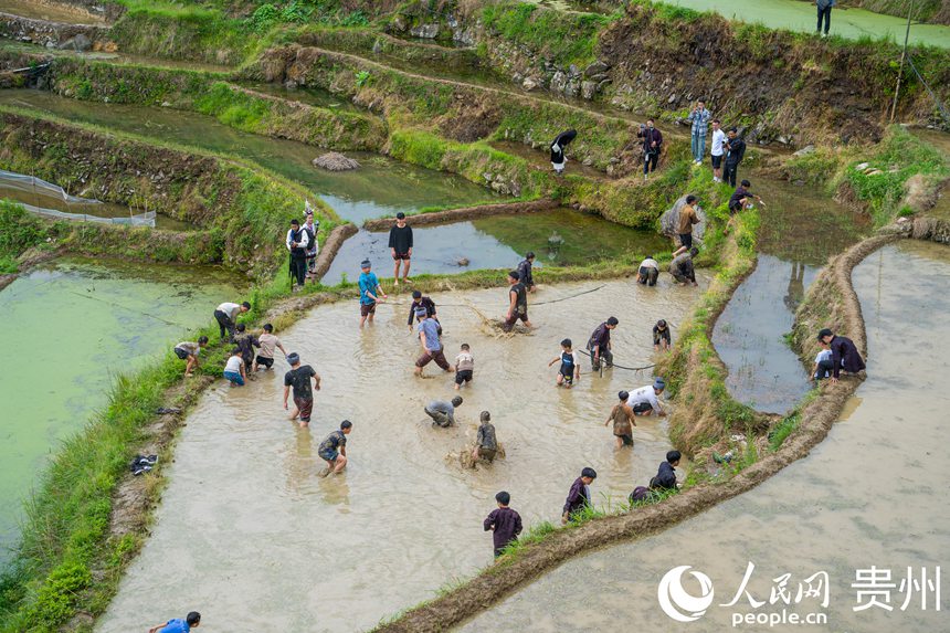 村民在貴州省從江縣加榜梯田上參加稻田搶鴨活動。人民網 陽茜攝