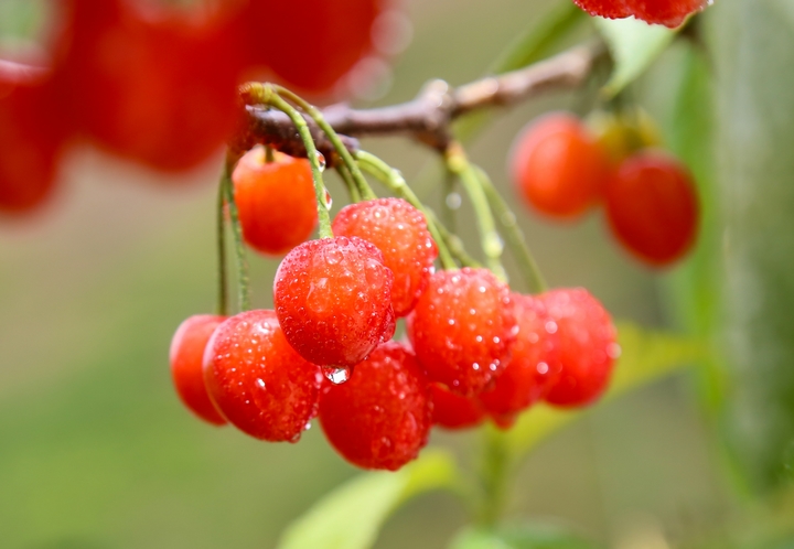 古達鄉(xiāng)櫻桃 陳春志 攝 (9).JPG