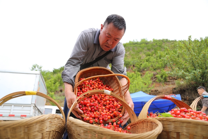 收購商在古達鄉(xiāng)水營村收購櫻桃 陳春志 攝 (5).JPG