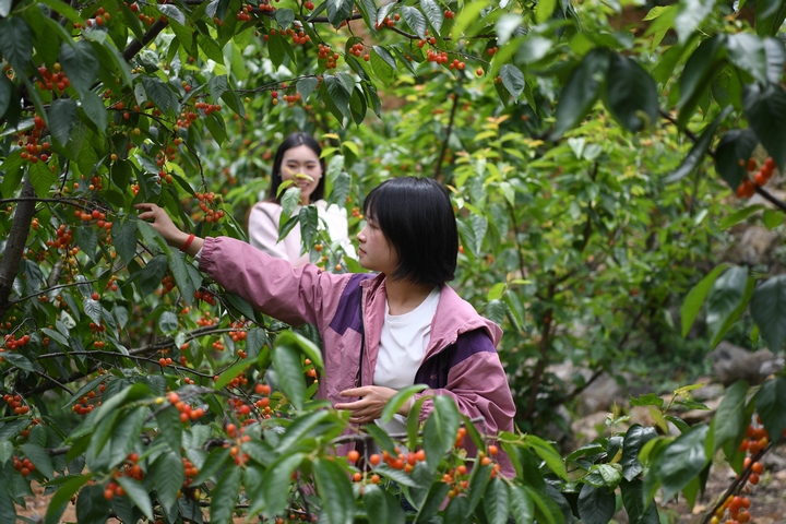 游客在古達鄉(xiāng)水營村櫻桃采摘園采摘櫻桃 閔罡 攝 (1).JPG