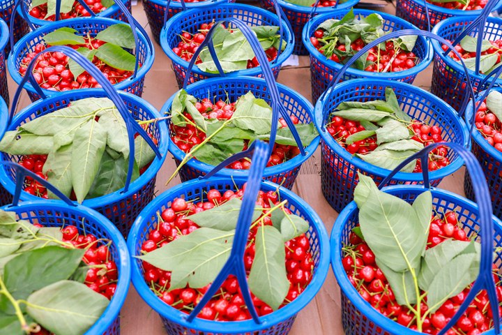 貓場鎮櫻桃。