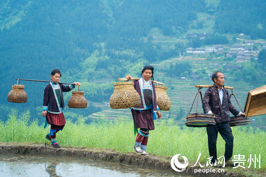 村民在貴州省從江縣加榜梯田上參加“T”田秀活動。人民網(wǎng) 陽茜攝
