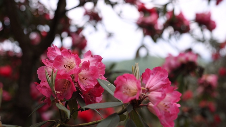 水城國(guó)家杜鵑公園 (2).jpg