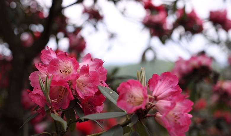 水城國(guó)家杜鵑公園：花海盛景已就位 民宿與越野等你來解鎖驚喜