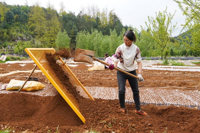 4月27日，在威寧縣桐威農(nóng)林種養(yǎng)殖專業(yè)合作社育苗基地，務(wù)工群眾在篩土。