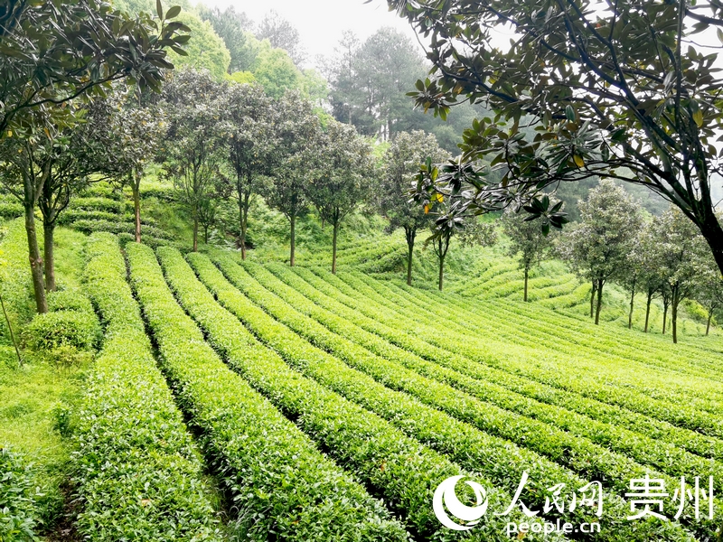 開陽縣南龍鄉茶園一隅。人民網記者 王秀芳攝