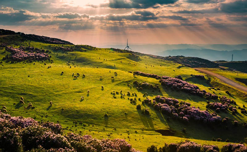 肖磊-《烏蒙大草原》。