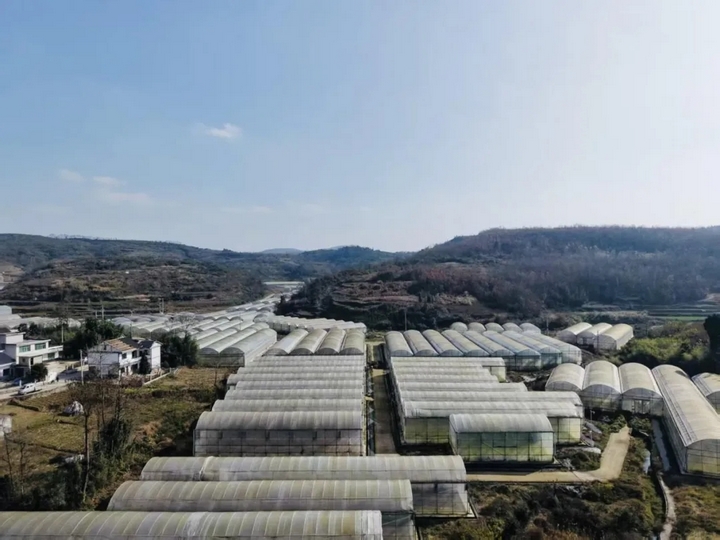 “菜果肉”協同增效 激活“三農”新動能。