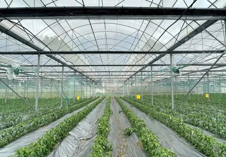 “菜果肉”協(xié)同增效 激活“三農(nóng)”新動(dòng)能。