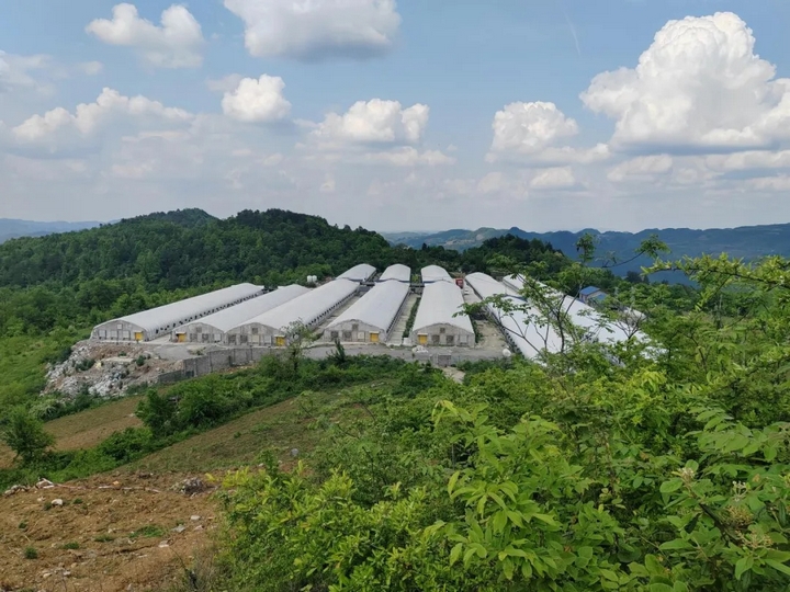 “菜果肉”協(xié)同增效 激活“三農(nóng)”新動(dòng)能。