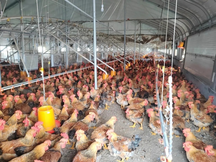 “菜果肉”協(xié)同增效 激活“三農(nóng)”新動(dòng)能。