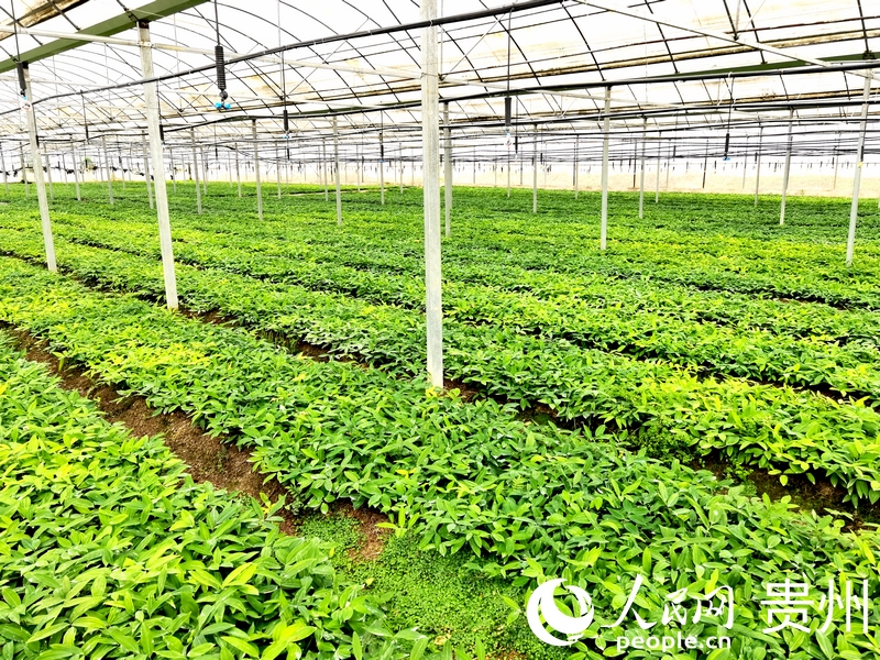 柿花村中藥材種植基地一隅。人民網記者 王秀芳攝