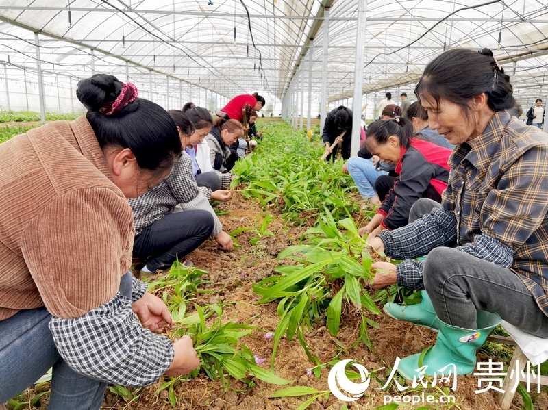 柿花村中藥材種植基地里,村民們正在分揀白芨苗。人民網記者 王秀芳攝