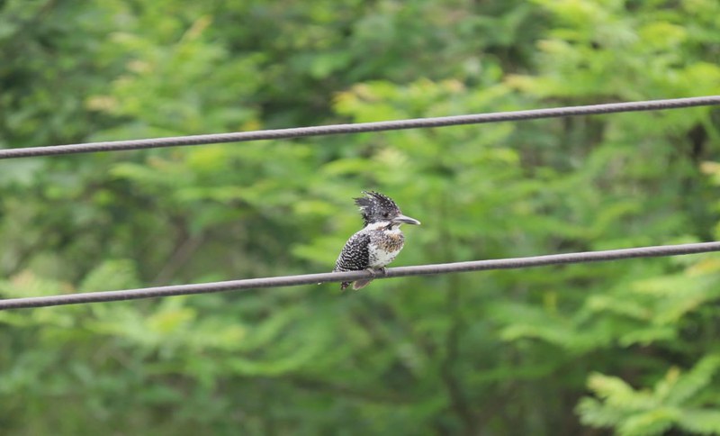 圖為印江河珍稀水鳥。