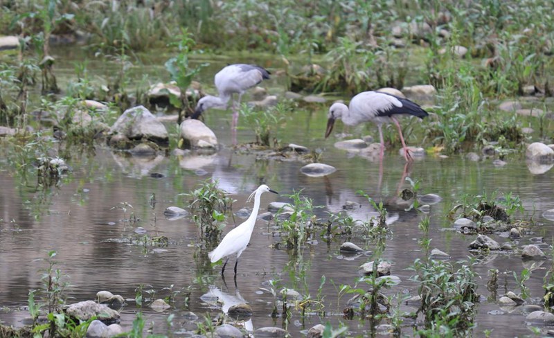 印江河珍稀水鳥。