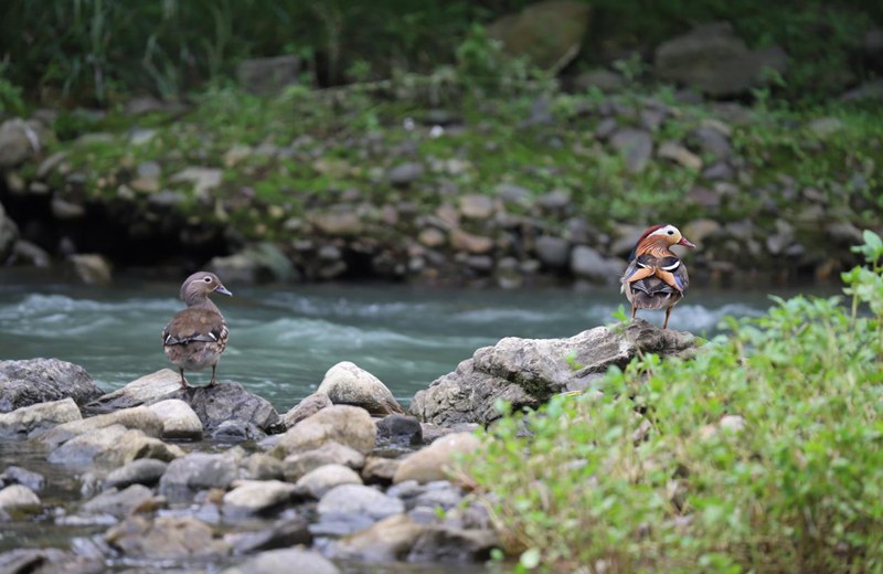 印江河珍稀水鳥。