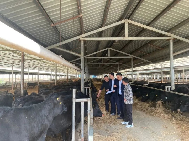 胡永濤的肉牛養殖基地。