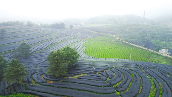 碾茶創(chuàng)新中心培育的專屬碾茶基地。