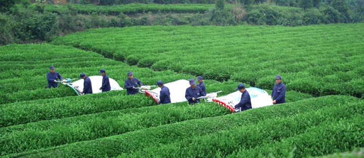 采茶工人用機器采收碾茶鮮葉。
