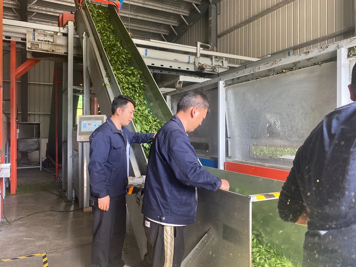 碾茶創新中心的工作人員正在碾茶。