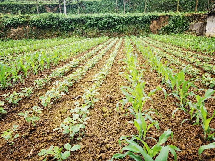 息烽縣大豆玉米復合種植面積將超萬畝。
