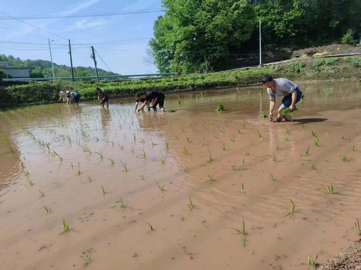 碧水映稻田 插秧繪新圖。