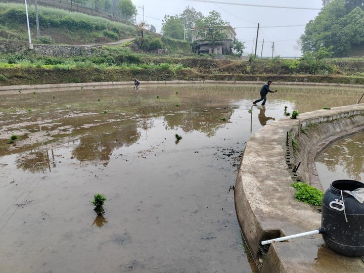 碧水映稻田 插秧繪新圖。