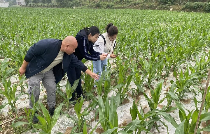 息烽縣大豆玉米復合種植面積將超萬畝。