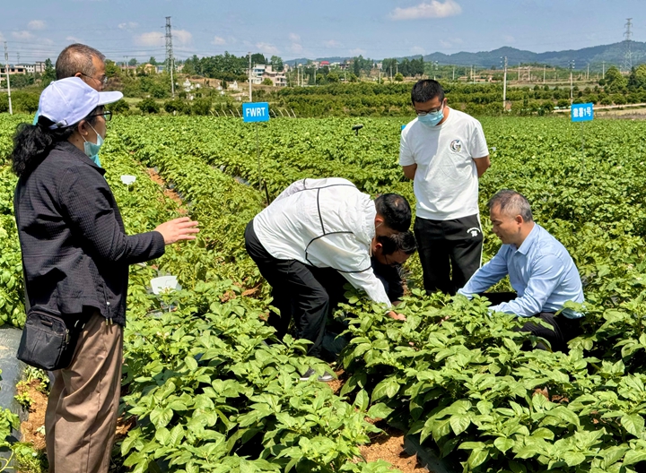 技術人員們根據田間病害監測數據。