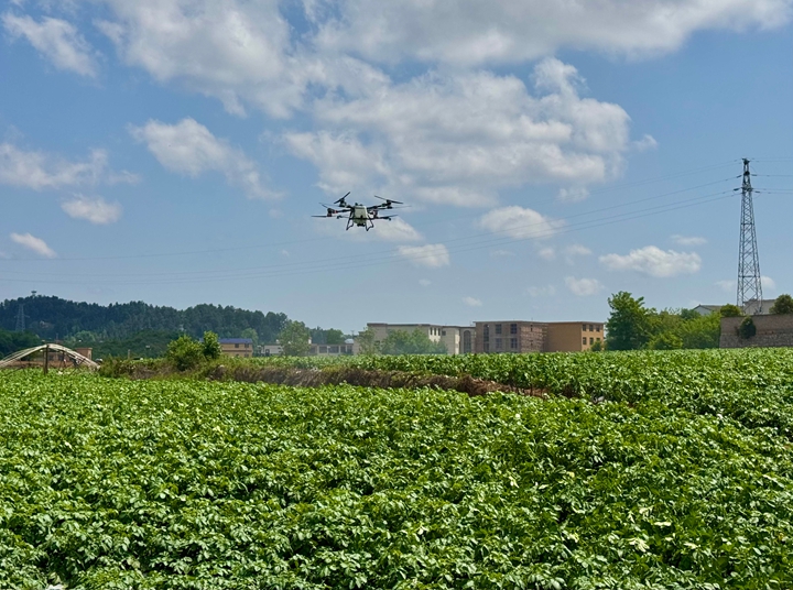 植保無人機在田間低空穿梭。