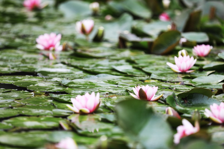 貴州省黔西市委黨校內，池塘里的蓮花次第綻放，成為校園特色景觀。