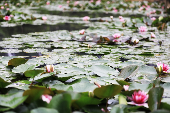 貴州省黔西市委黨校內，池塘里的蓮花次第綻放，成為校園特色景觀。