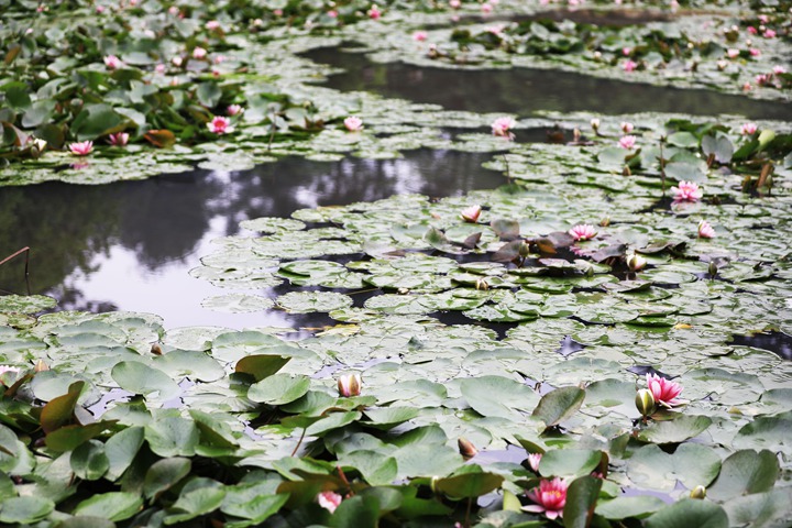 貴州省黔西市委黨校內，池塘里的蓮花次第綻放，成為校園特色景觀。
