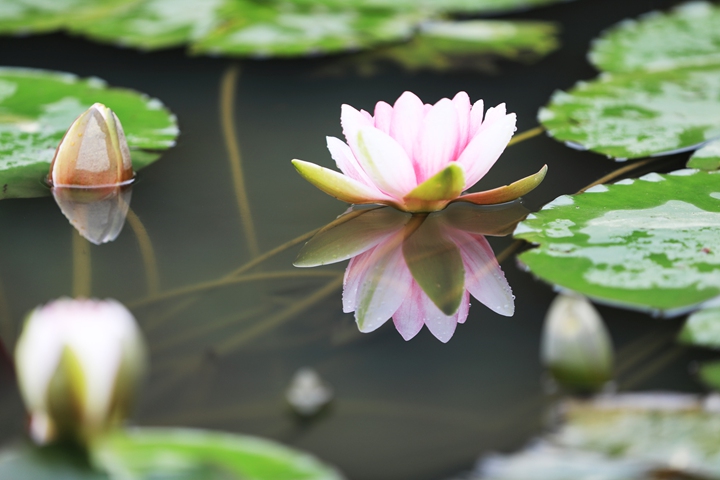 貴州省黔西市委黨校內，池塘里的蓮花次第綻放，成為校園特色景觀。