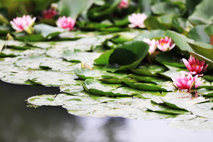 貴州省黔西市委黨校內(nèi)，池塘里的蓮花次第綻放，成為校園特色景觀。