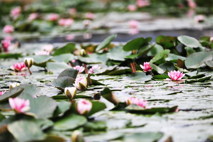 貴州省黔西市委黨校內，池塘里的蓮花次第綻放，成為校園特色景觀。