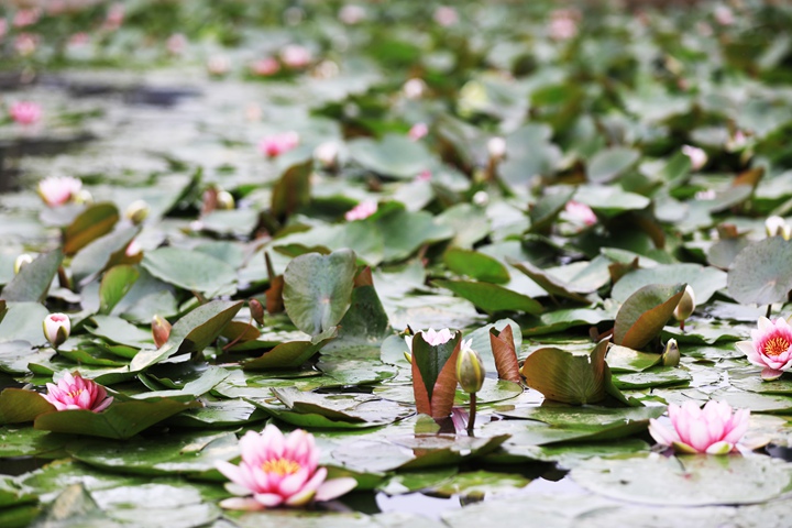 貴州省黔西市委黨校內，池塘里的蓮花次第綻放，成為校園特色景觀。