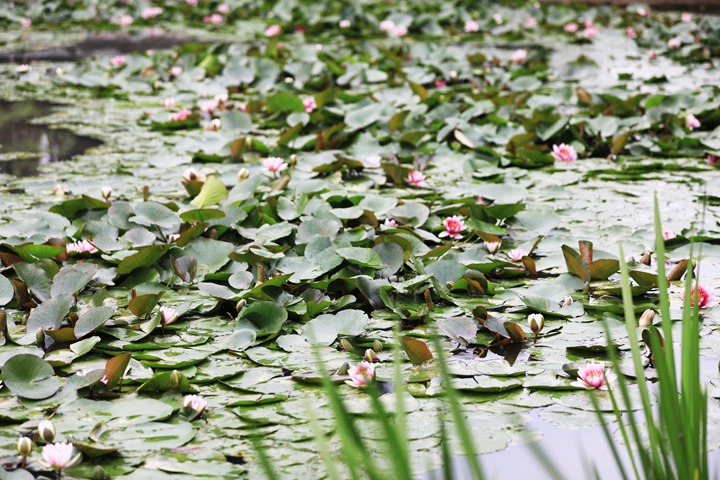 貴州省黔西市委黨校內，池塘里的蓮花次第綻放，成為校園特色景觀。