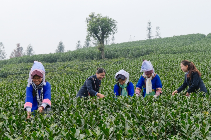 村民采茶忙。 黔西南州稅務局供圖.jpg