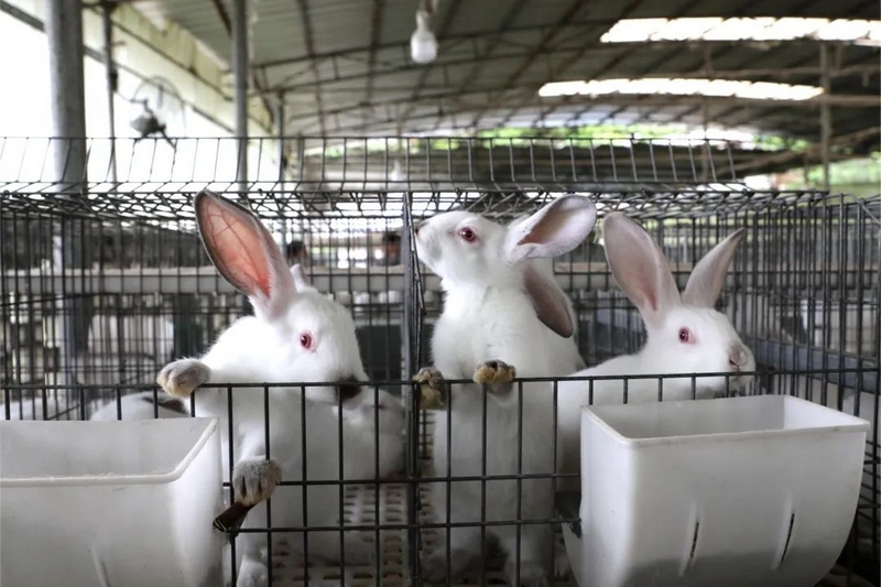 兔子養殖場。