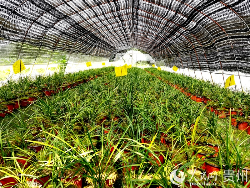 蘭花種植大棚一隅。人民網記者 王秀芳攝.jpg