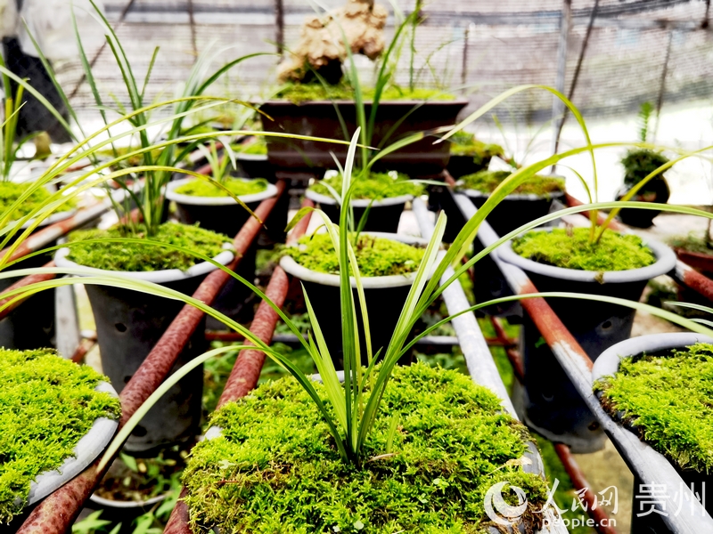 楊華飛與妻子陳友靜精心侍弄的蘭花。人民網記者 王秀芳攝.jpg