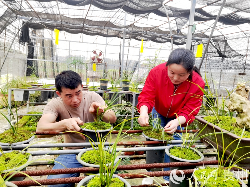 楊華飛與妻子陳友靜仔細查看蘭花長勢。人民網記者 王秀芳攝1.jpg