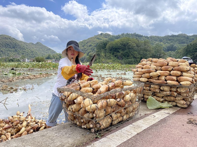 十里荷廊的“藕經濟” 。張貝貝攝